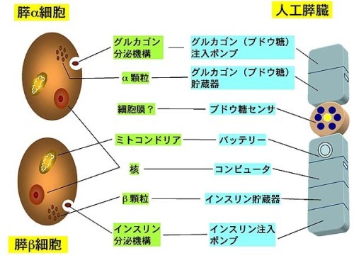 人工膵臓 日本人工臓器学会